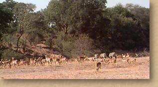 Herd of impala. The MalaMala CyberDiary -  24 June 1998. Game drives, sightings of leopard, lion, impala, elephant, antelope, predators, birds. Africa's most popular wildlife destination in Mpumalanga, South Africa. A perfect place to be for adventure, game viewing, an exciting safari. Best accommodation and service. Luxury lodge, camp. Drives in open 4X4 vehicles. Harry's Camp, Kirkman's Kamp.